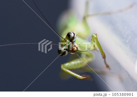 カマキリ 蟷螂 かまきり 105380901