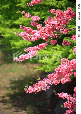 関山桜 関山桜 105381450