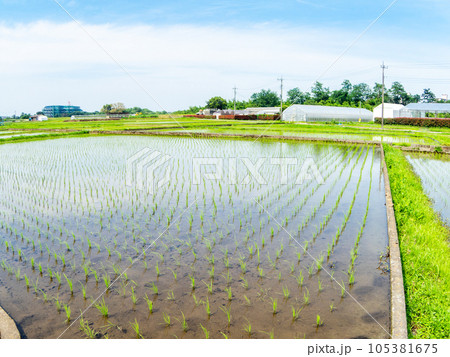 対角魚眼レンズで撮った田植え後の水田の美しい景色 東京・多摩八王子の原風景 対角魚眼レンズで撮った田植え後の水田の美しい景色 東京・多摩八王子の原風景 105381675
