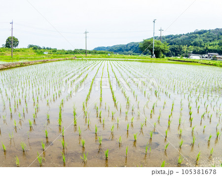 対角魚眼レンズで撮った田植え後の水田の美しい景色　東京・多摩八王子の原風景 105381678