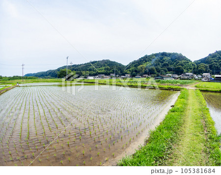 対角魚眼レンズで撮った田植え後の水田の美しい景色 東京・多摩八王子の原風景 対角魚眼レンズで撮った田植え後の水田の美しい景色 東京・多摩八王子の原風景 105381684