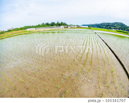 対角魚眼レンズで撮った田植え後の水田の美しい景色　東京・多摩八王子の原風景 105381707
