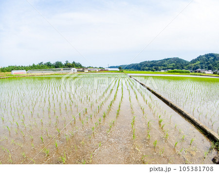対角魚眼レンズで撮った田植え後の水田の美しい景色 東京・多摩八王子の原風景 対角魚眼レンズで撮った田植え後の水田の美しい景色 東京・多摩八王子の原風景 105381708
