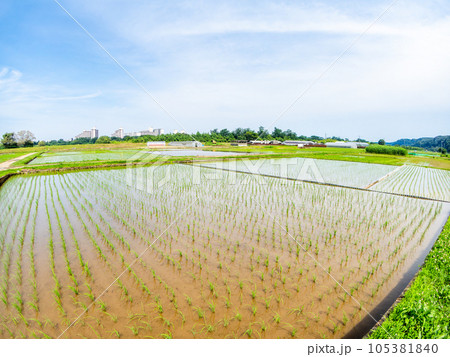 対角魚眼レンズで撮った田植え後の水田の美しい景色　東京・多摩八王子の原風景 105381840