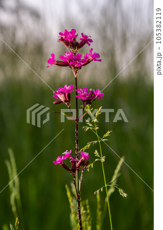 Silene viscaria, Viscaria vulgaris, Caryophyllaceae. Wild plant shot in summer 105382119