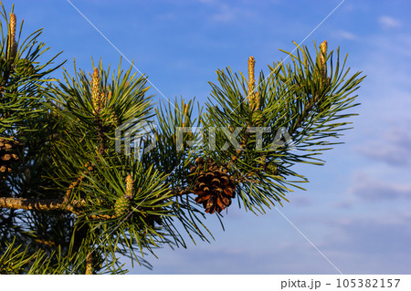 sylvestris Scotch European red pine Scots or Baltic pine. closeup macro selective focus branch with cones flowers and pollen over out of focus background with copyspace sylvestris Scotch European red pine Scots or Baltic pine. closeup macro selective focus branch with cones flowers and pollen over out of focus background with copyspace 105382157