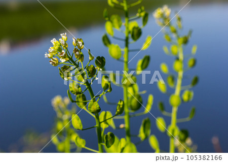 Field pennycress, Thlaspi arvense is an edible plant used in salads. Their seeds are sometimes used as a spice, mostly for meat. Nowadays it is almost forgotten spice used in previous centuries 105382166
