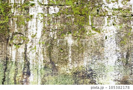 Green moss on old cement wall Green moss on old cement wall 105382178