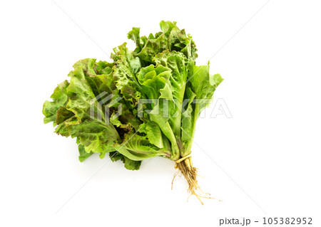 Fresh lettuce leaves on white background 105382952