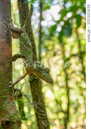 Mossy leaf-tailed gecko, Uroplatus sikorae, Ranomafana National Park, Madagascar Mossy leaf-tailed gecko, Uroplatus sikorae, Ranomafana National Park, Madagascar 105383038
