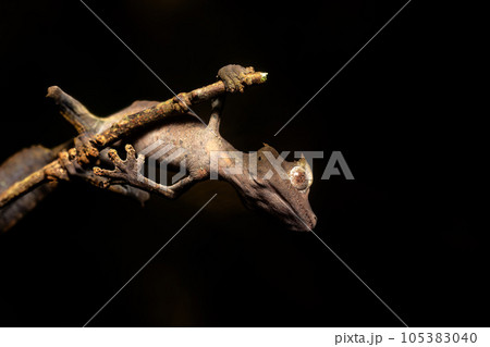Satanic leaf-tailed gecko, Uroplatus phantasticus, Ranomafana National Park, Madagascar 105383040
