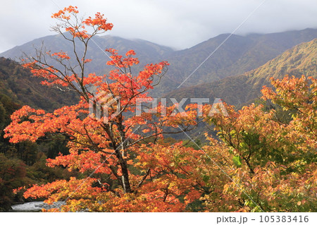 紅葉の木と雲のかかった飯豊連峰 105383416