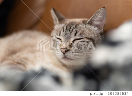 眠る猫 シャムトラ 眠る猫 シャムトラ 105383634