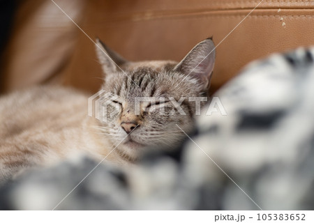 眠る猫　シャムトラ 105383652