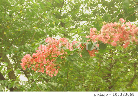 赤い百日紅の花　サルスベリ 105383669