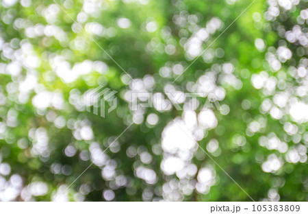 Sunny abstract green nature background Sunny abstract green nature background 105383809