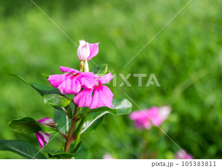Pink Roseus flowers in garden. Pink Roseus flowers in garden. 105383811