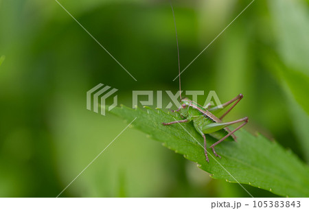 キリギリスの子供 キリギリスの子供 105383843
