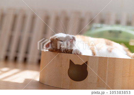 眠る猫　茶トラ白 105383853