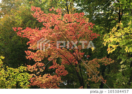 温身平 けもの歩道の紅葉したカエデ 温身平 けもの歩道の紅葉したカエデ 105384457