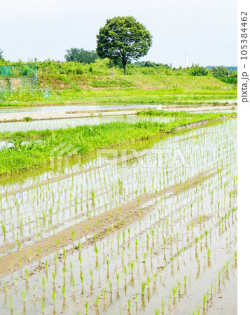 田植え後の水田の美しい景色 東京・多摩八王子の原風景 田植え後の水田の美しい景色 東京・多摩八王子の原風景 105384462
