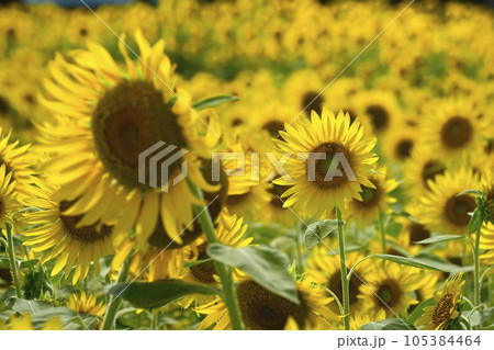 ヒマワリの花畑 ヒマワリの花畑 105384464