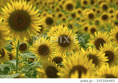 ヒマワリの花畑 ヒマワリの花畑 105384465