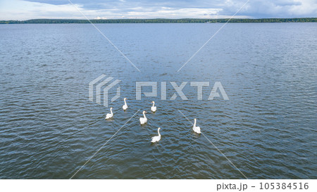 Aerial view of some white swan birds on a lake during a beautiful summer morning. Birds in nature. Aerial view of some white swan birds on a lake during a beautiful summer morning. Birds in nature. 105384516