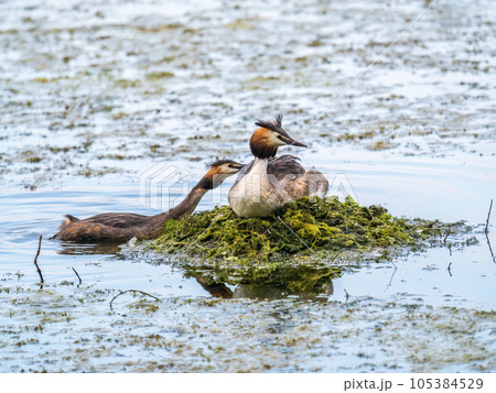 Great Crested Grebe, Podiceps cristatus, water bird sitting on the nest, nesting time on the green lake Great Crested Grebe, Podiceps cristatus, water bird sitting on the nest, nesting time on the green lake 105384529
