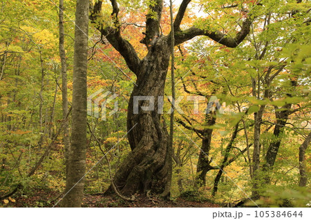 温身平　観音平とミズナラの巨木 105384644