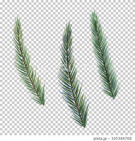 Spruce branches digital watercolor style illustration isolated on white. Cedar tree, pine plant, conifer hand drawn. Element for design Christmas invitation, card, new year design, holiday print Spruce branches digital watercolor style illustration isolated on white. Cedar tree, pine plant, conifer hand drawn. Element for design Christmas invitation, card, new year design, holiday print 105384708
