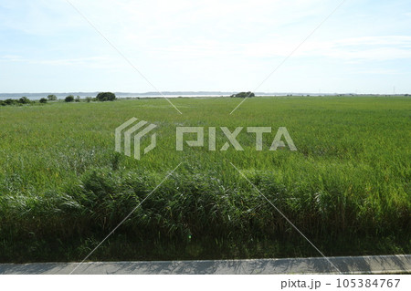 夏の広い湿地に広がる、広大なヨシ原 105384767