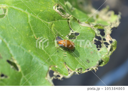 ウリ科の野菜の葉につく、野菜の害虫、ウリハムシ ウリ科の野菜の葉につく、野菜の害虫、ウリハムシ 105384803