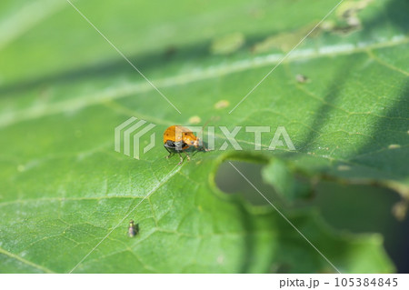 ウリ科の野菜の葉につく、野菜の害虫、ウリハムシ 105384845