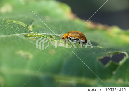 ウリ科の野菜の葉につく、野菜の害虫、ウリハムシ 105384846