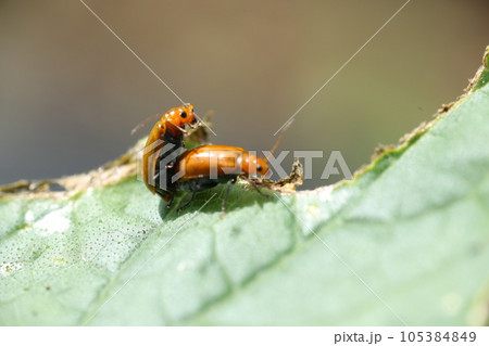 ウリ科の野菜の葉につく、野菜の害虫、ウリハムシ 105384849