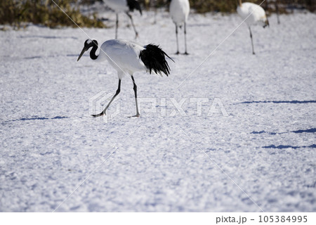 雪原のタンチョウ 105384995
