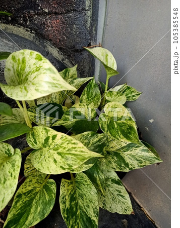 Close up of taro vine plant Close up of taro vine plant 105385548