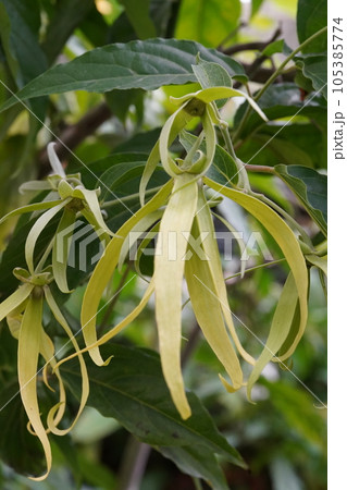 イランイランノキの花　　Cananga odorata 105385774