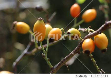 夏の庭に実る野ばらのオレンジ色の実 105386211
