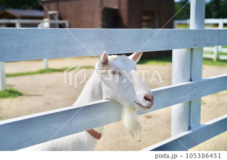 柵から顔を出しているヤギ 105386451