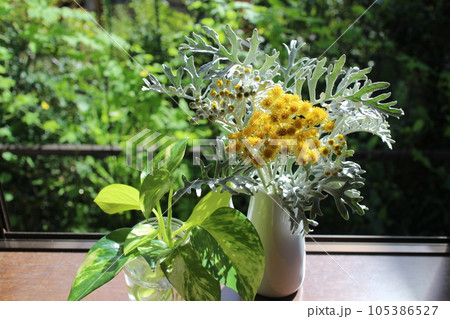 出窓にシロタエギクの花とポトス 出窓にシロタエギクの花とポトス 105386527