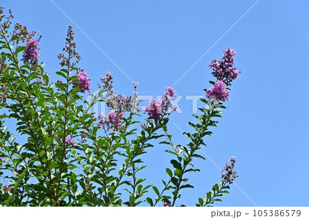 サルスベリの花 105386579