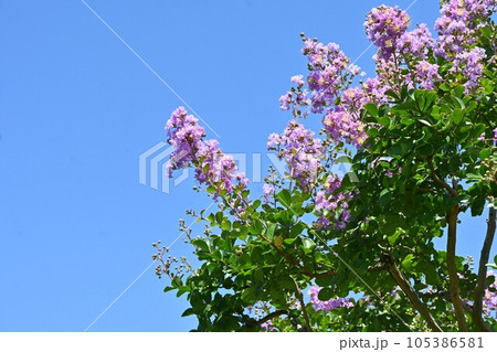 サルスベリの花 サルスベリの花 105386581