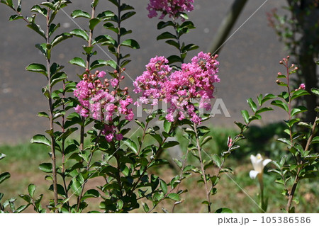 サルスベリの花 サルスベリの花 105386586