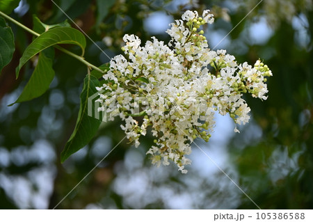 サルスベリの花 サルスベリの花 105386588