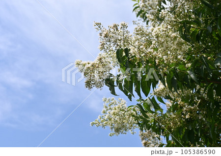 サルスベリの花 サルスベリの花 105386590
