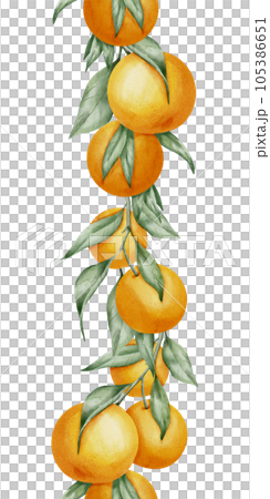 Orange seamless vertical Border. Hand drawn watercolor illustration of citrus tangerine pattern on white isolated background for frame or banner. Tropical mandarin Fruit with green leaves for label. Orange seamless vertical Border. Hand drawn watercolor illustration of citrus tangerine pattern on white isolated background for frame or banner. Tropical mandarin Fruit with green leaves for label. 105386651
