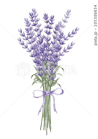 Bouquet of Lavender Flowers with purple ribbon. Hand drawn watercolor illustration on white isolated background for greeting cards or wedding invitations. Floral Province drawing for icon or logo. Bouquet of Lavender Flowers with purple ribbon. Hand drawn watercolor illustration on white isolated background for greeting cards or wedding invitations. Floral Province drawing for icon or logo. 105386654