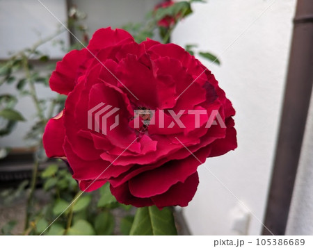 初夏の庭に咲く赤いバラの花 105386689